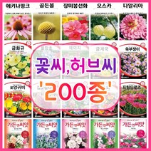꽃씨 200종 꽃씨앗 꽃씨몰 다년생 월동 꽃 씨앗 세트 야생화 종자 / 코스모스 국화 제라늄 구절초 겹접시꽃 버들마편초 금어초 양귀비씨앗 메리골드 스토크 금어초 네모필라 꽃잔디, 160. 유칼립투스 10립