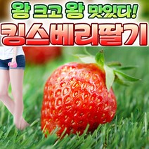 킹스베리 대왕딸기 왕딸기 논산 생딸기 500g(8~10과) 1kg(16~20과) 딸기보다 2배 이상 크고 높은 당도 아삭한 식감, 킹스베리 딸기 8~10과 (500g 내외)