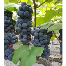 국내산 상주 모동포도 캠벨포도 1kg 천안 포도 캠벨포도 샤인머스켓 머루포도 과일 제철과일포도, 1kg(5수내외), 1개