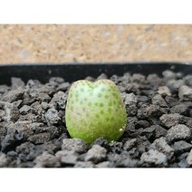 코노피튬/카라모에펜스-2646 아프리카농장