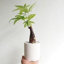 집에서 키우기 좋은 공기정화식물 미니 나무 파키라, 블랙, 1개