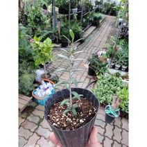올리브나무 외목대 소품 15~25cm 39