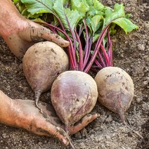 제주 레드 비트 싱싱하고 당도좋은 알비트 5kg 10kg, 1box, 제주 레드비트 5kg