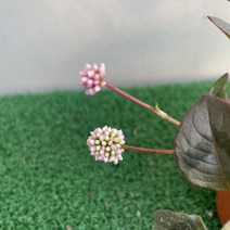 [다온야생화] N3047 갯모밀 (10cm) [랜덤], 1개
