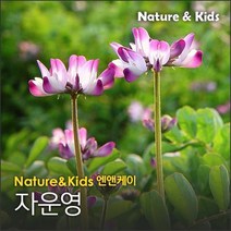 자운영 500g 자운영씨 자운영종자 자운영씨앗