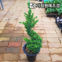 좀눈향 선좀눈향 상록수 정원수 조경수 가림원예조경, 선좀눈향 키60cm