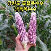 강원도 정선옥수수 흑찰옥수수 흙찰옥수수 냉동옥수수, 강원도 정선옥수수 흙찰 흑찰옥수수 냉동옥수수 15개