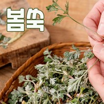 통영 비진도 해풍 쑥 햇쑥 생쑥 봄나물 산지직송, 쑥 100g