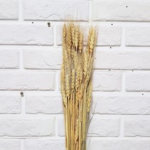 한소픈 가을 리얼 밀 보리 이삭 계절 디스플레이 소품 매장 장식소품 인테리어 소품 드라이플라워, 네츄럴