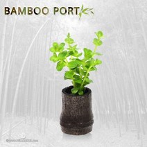 초보자도 키우기 쉬운 어항장식 포트수초 200종 모음, 153번) 대숯포트수초 로탈라그린