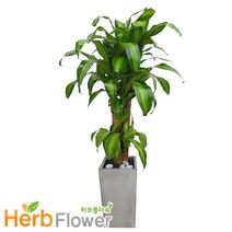 공기정화식물 대박나무 행운목 금전수 스투키 고무나무 개업화분 전국당일꽃배달, A-09 행운목