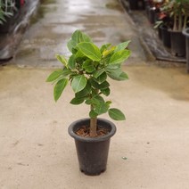 [공룡꽃식물원]뱅갈고무나무 여름특집 50개