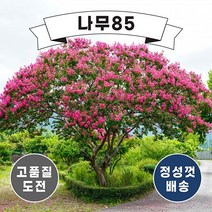 (나무85) 배롱나무(목백일홍) 12종 시리즈, 3.다이너마트 삽목1년