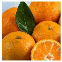 영화청과 특급 귤 1k500g 청 만들기 하우스 노지 조생 타이벡 농장 농원 제주도 시세 재배 나무