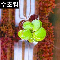 수초맛집 수초킹 키우기 쉬운 초보수초 드와프 프로그비트 (부상수초), 5뿌리