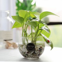 그린테라피 수경재배식물 유리병 실내공기정화식물 수중식물키우기 DIYSET, 스킨답서스 어항