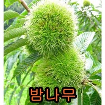 밤나무 접목1년특묘 나무 묘목 유실수 과일나무 과실수 밤나무