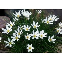 흰꽃나도샤프란 실내월동다년초 (묘종3개묶음) 중부이남노지월동 구근식물 규격10cm화분묘 꽃심야생화