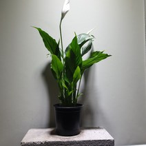 [나인에잇틴]스파트필름 공기정화식물 중품