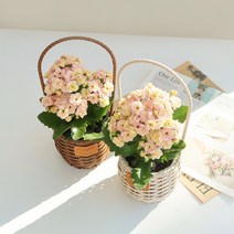 화사한 겹꽃이 예쁜 칼란디바 겹 카랑코에 칼랑코에 플랜테리어 홈가드닝, 1. 칼란디바 포트분 (색상랜덤)