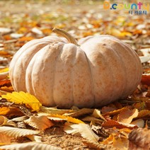 늙은호박 국산 생 맷돌호박 황금호박 노란 호박 특상품 임산부 출산후 수술후 다이어트, 2박스, 4kg~4.9kg