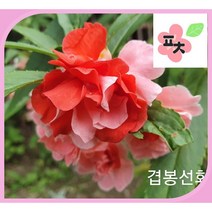 겹꽃 봉선화 씨앗(30립) -종자씨앗 야생화 약초 포천매화동농장 씨앗모음, 1개