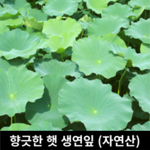 [국내산/국산] 향긋한 햇연잎 생연잎 10장 20장 1kg 2kg 연잎밥 연잎밥용 국산연잎 연잎 생 햇 연밥용