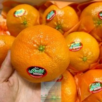 제주도 레드향 제주 3kg 가정용
