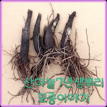 e쉬운새싹채소 산마늘모종 7년생 /울릉도명이나물 100촉, 1개
