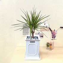 실내공기정화식물 드라세나 마지나타 럭키 인테리어 방패사각 화분 소형 서울 경기지역만 배송가능