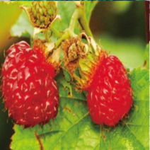(NY소망)왕산딸기 묘목 2년생 4그루