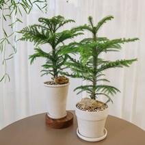 크리스마스트리 아라우카리아 화분 중형, 아라우카리아 토분(식재완료), B타입