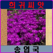 SA3/ 희귀씨앗 /송엽국 10립