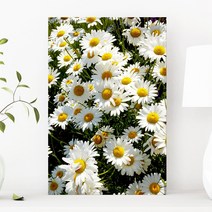 예쁜 힐링 풍수 인테리어 장미 데이지 튤립 꽃그림 모음 북유럽감성 식물액자, 24모니카데이지