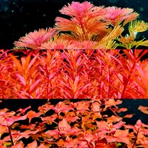 [물멍초] 붉은 수초 3종 세트 (레드카붐바 3촉 + 블러드레드 5촉 + 슈퍼레드 3촉)