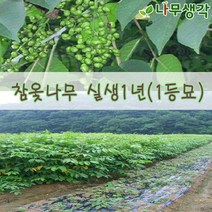 착한가격나무생각 참옻나무 실생1년(1등묘)10주묶음