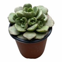 그린플랜트 다육식물 릴리패드 1+1