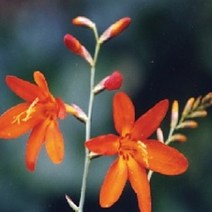 애기범부채 모종 다년초 1판(30개), 30개