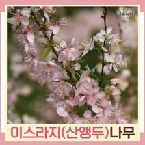 이스라지나무 묘목 산앵두 키1.5m 독립수 1개