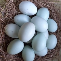 강원고성 자연방사 청란 (대란) 유정란 청계란 무항생제 난각1번, 대란 30구