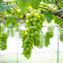 [충북농원] 샤인머스켓 포도나무 묘목 - 삽목2년생포트, 단품