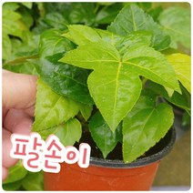 꽃나라엘리스 팔손이-잎이 시원시원하게 커서 보는것 만으로도 상쾌해요
