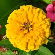 옐로우백일홍씨앗 20립(노란색 릴리펏옐로우)
