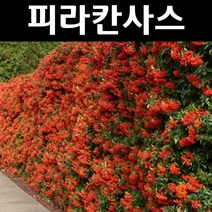 피라칸사스/피라칸타 나무 묘목 키80cm~1m 1개/정원/공원/조경수