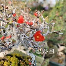콩플라워 장수매화 야생화 노지윌동가능280, 1개