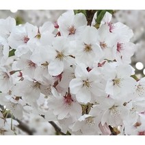 일심묘목농원 왕벚나무 (흰꽃) 벗나무 묘목 정원수 가로수 1.2M~1.8M, 1.2이하