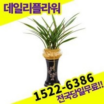 황금채홍 동양란 난 개업화분 승진축하 영전 난배달