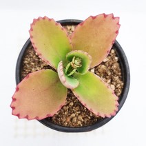 만손초 다육이 자구가 계속 달리는 겨울 다육 식물113, 단품