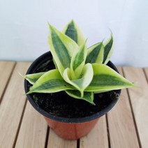 골드 하니 산세베리아 키우기 쉬운 실내 공기청정식물, 365바운스 본상품선택