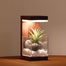 모던포인트 원목 플랜테리어 공기정화 식물 LED 무드등, 브라운멀바우/스칸디아모스/어댑터추가